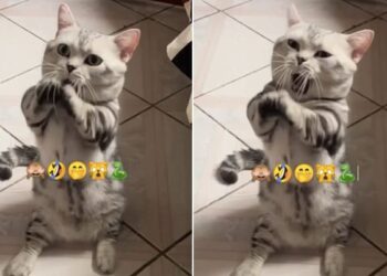 Cat Nagin Dance Viral Video: Cat Dancing On Nagin Tune Video Goes Viral On Social Media