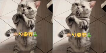 Cat Nagin Dance Viral Video: Cat Dancing On Nagin Tune Video Goes Viral On Social Media
