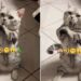 Cat Nagin Dance Viral Video: Cat Dancing On Nagin Tune Video Goes Viral On Social Media