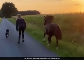 A Woman Started A Race With A Dog And A Horse, But The Horse Lost In This Race And It Won, Watch The Video