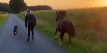 A Woman Started A Race With A Dog And A Horse, But The Horse Lost In This Race And It Won, Watch The Video