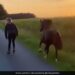 A Woman Started A Race With A Dog And A Horse, But The Horse Lost In This Race And It Won, Watch The Video
