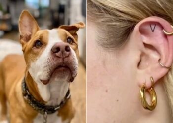 Trending Dog Video: Womans Tattoo Tribute To Late Pet Dog Is Making Internet Emotional
