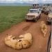 Sher Ka Video: Video Of A Group Of Dreaded Lions Sitting On The Road In Front Of Tourists Goes Viral On The Internet