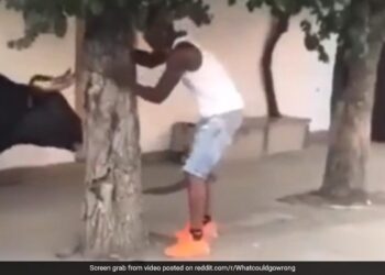 Bull Attack Video Man Teasing The Bull Animal Picked Him By Horn Then This Happened Next See Shocking Video