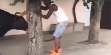 Bull Attack Video Man Teasing The Bull Animal Picked Him By Horn Then This Happened Next See Shocking Video