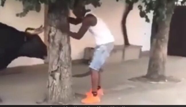 Bull Attack Video Man Teasing The Bull Animal Picked Him By Horn Then This Happened Next See Shocking Video