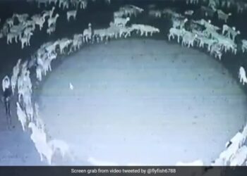 Scientists Claim To Have Solved The Mystery Of Sheep Circling Continuously For 12 Days, The Video Scared