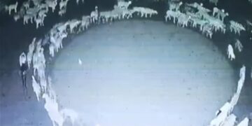 Scientists Claim To Have Solved The Mystery Of Sheep Circling Continuously For 12 Days, The Video Scared