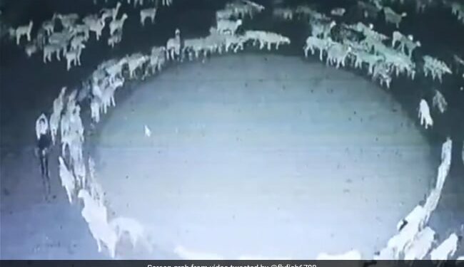 Scientists Claim To Have Solved The Mystery Of Sheep Circling Continuously For 12 Days, The Video Scared