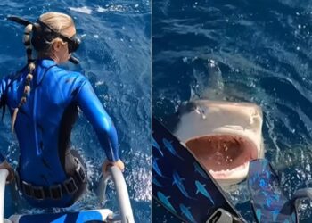 Tiger Shark Tries To Attack Diver In Scary Viral Video | Shark Comes Close To Lady Diver Shocking Video Viral