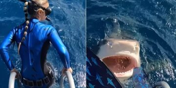 Tiger Shark Tries To Attack Diver In Scary Viral Video | Shark Comes Close To Lady Diver Shocking Video Viral