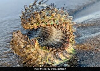 Man Discovers Mysterious Fluorescent Green Alien On Beach What It Was Know Here