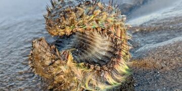 Man Discovers Mysterious Fluorescent Green Alien On Beach What It Was Know Here