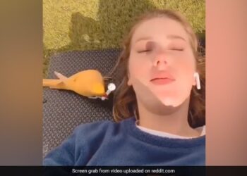 Bird Steals AirPod From Woman Ear Flies Away Refuses To Return It Internet Reacts See Viral Video