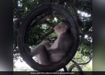 Monkey Was Swinging Comfortably Sitting On The Tire Hanging On The Tree Internet Loves It IFS Said Enjoy Life Like This – पेड़ पर लटके टायर पर बैठकर बंदर बड़े आराम से झूल रहा था झूला, Video ने जीता दिल, लोग बोले