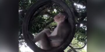Monkey Was Swinging Comfortably Sitting On The Tire Hanging On The Tree Internet Loves It IFS Said Enjoy Life Like This – पेड़ पर लटके टायर पर बैठकर बंदर बड़े आराम से झूल रहा था झूला, Video ने जीता दिल, लोग बोले