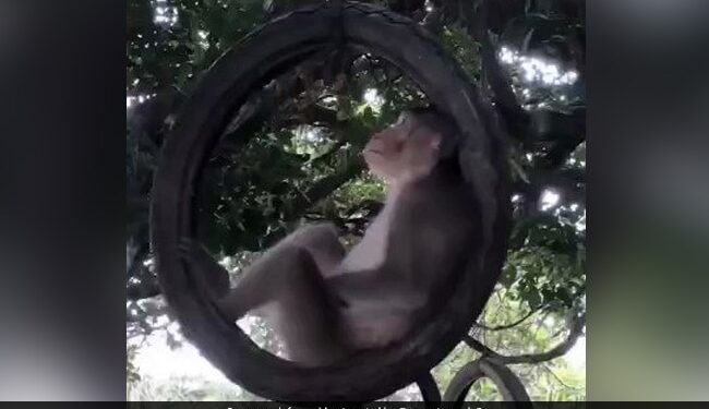 Monkey Was Swinging Comfortably Sitting On The Tire Hanging On The Tree Internet Loves It IFS Said Enjoy Life Like This – पेड़ पर लटके टायर पर बैठकर बंदर बड़े आराम से झूल रहा था झूला, Video ने जीता दिल, लोग बोले