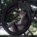 Monkey Was Swinging Comfortably Sitting On The Tire Hanging On The Tree Internet Loves It IFS Said Enjoy Life Like This – पेड़ पर लटके टायर पर बैठकर बंदर बड़े आराम से झूल रहा था झूला, Video ने जीता दिल, लोग बोले