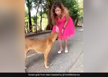 Influencer Kicks Street Dog While Making Reel, Apologizes After Trolled On Social Media