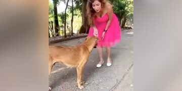 Influencer Kicks Street Dog While Making Reel, Apologizes After Trolled On Social Media