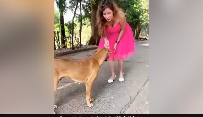 Influencer Kicks Street Dog While Making Reel, Apologizes After Trolled On Social Media