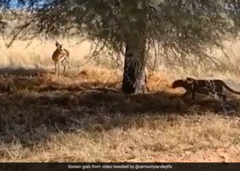 Leopard Was Hiding To Hunt Deer Jumped On The Animal Then What Happened Next See Shocking Viral Video