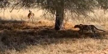 Leopard Was Hiding To Hunt Deer Jumped On The Animal Then What Happened Next See Shocking Viral Video