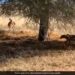 Leopard Was Hiding To Hunt Deer Jumped On The Animal Then What Happened Next See Shocking Viral Video