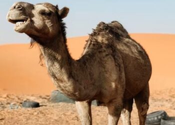 Along With FIFA 2022 Football Event Qatar Hosts Camel Beauty World Cup – FIFA 2022 के साथ, ऊंटों की सुंदरता का वर्ल्ड कप कतर में हो रहा आयोजित, सख़्त हैं नियम कानून