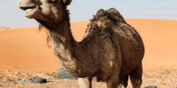 Along With FIFA 2022 Football Event Qatar Hosts Camel Beauty World Cup – FIFA 2022 के साथ, ऊंटों की सुंदरता का वर्ल्ड कप कतर में हो रहा आयोजित, सख़्त हैं नियम कानून
