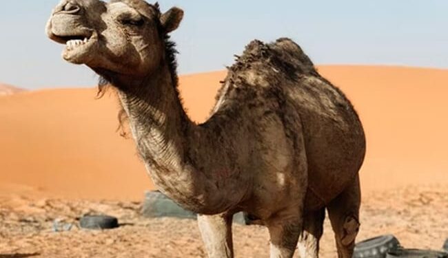 Along With FIFA 2022 Football Event Qatar Hosts Camel Beauty World Cup – FIFA 2022 के साथ, ऊंटों की सुंदरता का वर्ल्ड कप कतर में हो रहा आयोजित, सख़्त हैं नियम कानून