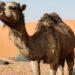 Along With FIFA 2022 Football Event Qatar Hosts Camel Beauty World Cup – FIFA 2022 के साथ, ऊंटों की सुंदरता का वर्ल्ड कप कतर में हो रहा आयोजित, सख़्त हैं नियम कानून