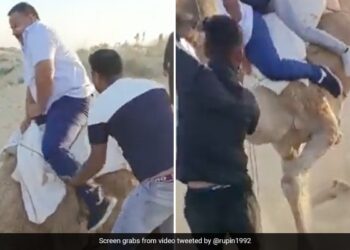 Camel Riding Fail Two Men Fell Down Then What Happened Next See Funny Viral Video