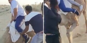 Camel Riding Fail Two Men Fell Down Then What Happened Next See Funny Viral Video