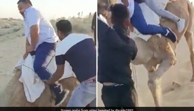 Camel Riding Fail Two Men Fell Down Then What Happened Next See Funny Viral Video