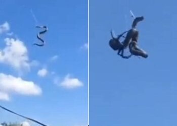 Python Cobweb Spider Hunter Video: Video Of Spider Hunting Python Is Going Viral On Social Media