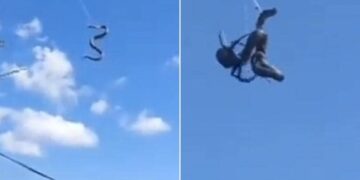 Python Cobweb Spider Hunter Video: Video Of Spider Hunting Python Is Going Viral On Social Media