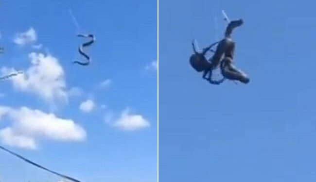 Python Cobweb Spider Hunter Video: Video Of Spider Hunting Python Is Going Viral On Social Media