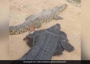 Man Wears Crocodile Costume And Teases The Reptile Internet Shocked See Viral Video