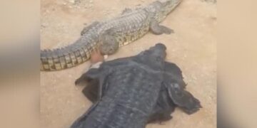 Man Wears Crocodile Costume And Teases The Reptile Internet Shocked See Viral Video