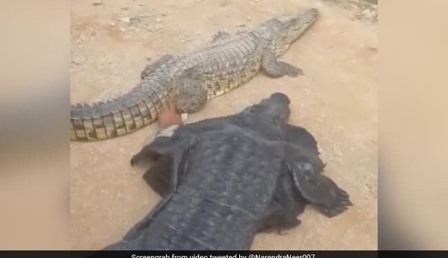 Man Wears Crocodile Costume And Teases The Reptile Internet Shocked See Viral Video