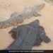Man Wears Crocodile Costume And Teases The Reptile Internet Shocked See Viral Video