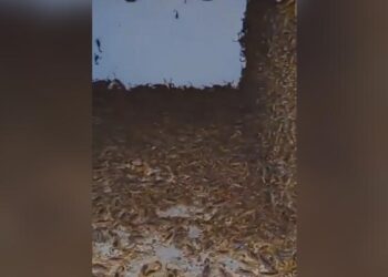 Shocking Video: Thousands Of Scorpions Found In A House | Scorpions Crawling In An Abandoned House