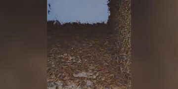 Shocking Video: Thousands Of Scorpions Found In A House | Scorpions Crawling In An Abandoned House