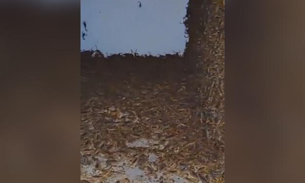 Shocking Video: Thousands Of Scorpions Found In A House | Scorpions Crawling In An Abandoned House