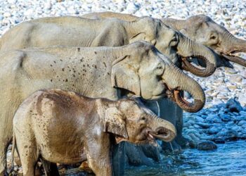 Optical Illusion Photo: How Many Elephants Are In This Picture