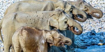 Optical Illusion Photo: How Many Elephants Are In This Picture