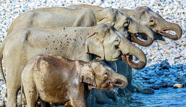 Optical Illusion Photo: How Many Elephants Are In This Picture