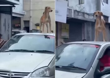 Dog Enjoys Ride On Roof Of Car: Dog Is Seen Standing On Roof Of Car And Enjoying Ride